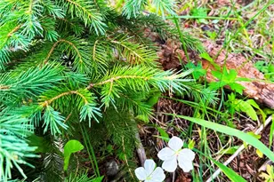 926 Nuthatch Dr, Alma, CO 80420 - Photo 33