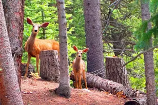 926 Nuthatch Dr, Alma, CO 80420 - Photo 27