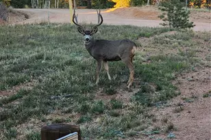 17 Deer Lake Cir, Divide, CO 80814 - Photo 15
