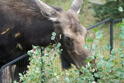 113 Gcr 4948, Grand Lake, CO 80447 - Photo 23