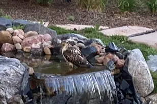 6735 S Catawba Way, Aurora, CO 80016 - Photo 35