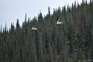 4100 Usfs 515 Road, Creede, CO 81130 - Photo 21