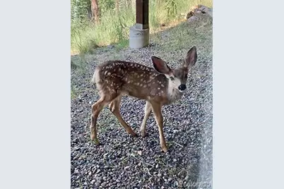 26436 Sweetbriar Trail, Evergreen, CO 80439 - Photo 49