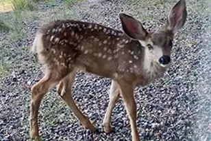 26436 Sweetbriar Trail, Evergreen, CO 80439 - Photo 49