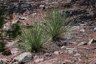 2252 White Tail Rd #2 Circle, San Luis, CO 81152 - Photo 37