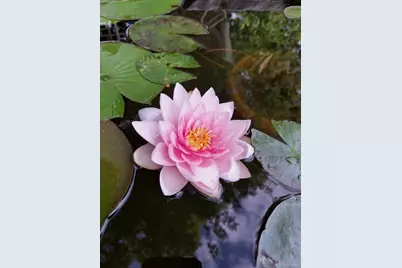 4641 Dixon Drive, Westminster, CO 80031 - Photo 31