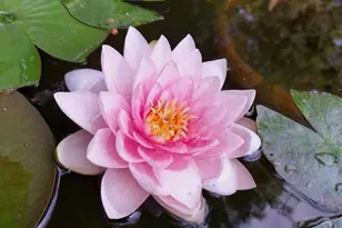 4641 Dixon Dr, Westminster, CO 80031 - Photo 31