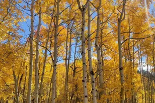 259 Bordenville Rd, Jefferson, CO 80456 - Photo 39