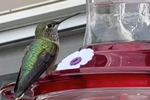 1689 Granger Cir, Castle Rock, CO 80109 - Photo 43