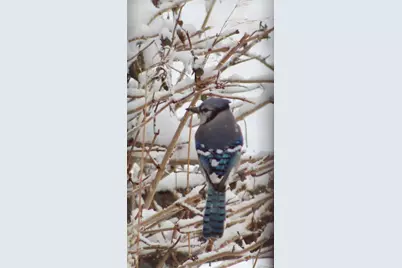 1689 Granger Circle, Castle Rock, CO 80109 - Photo 41