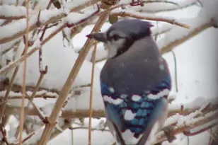 1689 Granger Cir, Castle Rock, CO 80109 - Photo 41