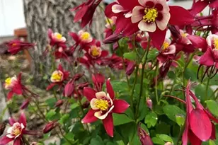 6750 Irving St, Denver, CO 80221 - Photo 27