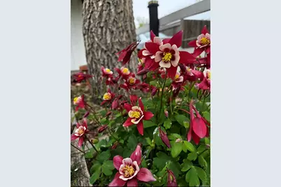 6750 Irving Street, Denver, CO 80221 - Photo 23