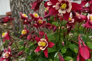 6750 Irving St, Denver, CO 80221 - Photo 23