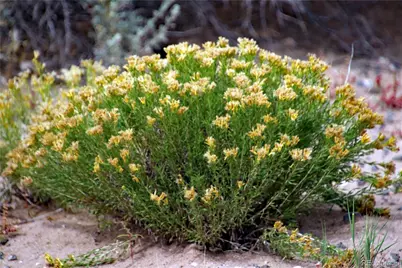 Parcel 40 Alta Mesa Drive, San Luis, CO 81152 - Photo 21