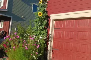 7002 Shavano Cir, Frederick, CO 80504 - Photo 5