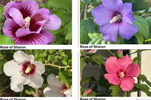 12550 Poplar St, Thornton, CO 80602 - Photo 45