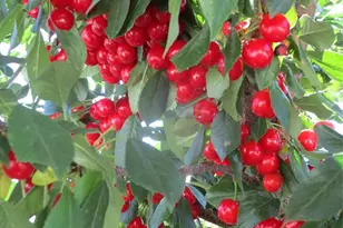 800 Gateway Park Ln, Berthoud, CO 80513 - Photo 15