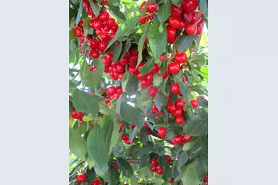 800 Gateway Park Lane, Berthoud, CO 80513 - Photo 7