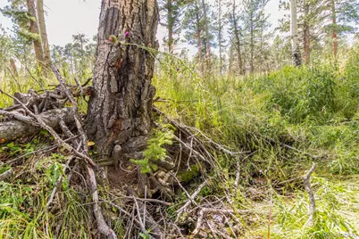 13144 Pine Country Lane, Conifer, CO 80433 - Photo 37