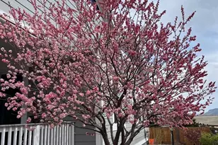 8369 Zircon St, Arvada, CO 80007 - Photo 47