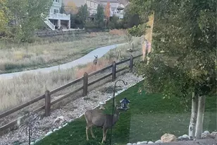 3303 Starry Night Loop, Castle Rock, CO 80109 - Photo 29