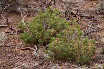 7602 Skyline Drive, San Luis, CO 81152 - Photo 27