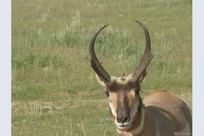 463 Snowshoe Lane, Lake George, CO 80827 - Photo 9