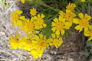 2178 Dog Chief Trail, Hartsel, CO 80449 - Photo 15