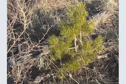 Lot 1290 Clayton Road, Fort Garland, CO 81133 - Photo 5