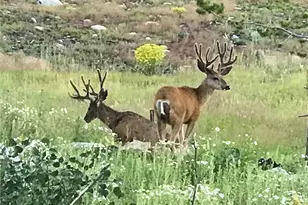 223 Co Rd 4980, Grand Lake, CO 80447 - Photo 17