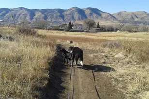 1547 Secrest Ct, Golden, CO 80401 - Photo 45