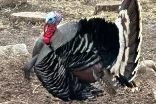 34 Normandy Rd, Evergreen, CO 80439 - Photo 41