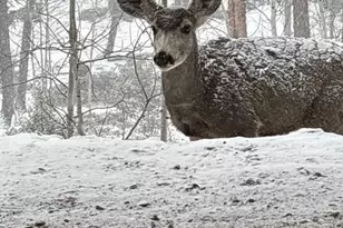 702 Bellows Rd, Hartsel, CO 80449 - Photo 7