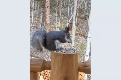 702 Bellows Road, Hartsel, CO 80449 - Photo 5