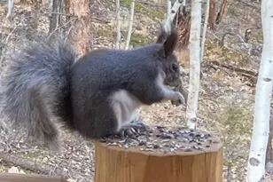 702 Bellows Rd, Hartsel, CO 80449 - Photo 5