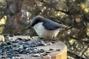 702 Bellows Rd, Hartsel, CO 80449 - Photo 9