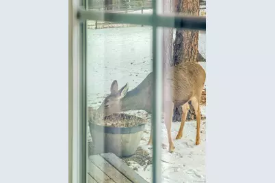 99 Mohawk Trail, Pine, CO 80470 - Photo 3