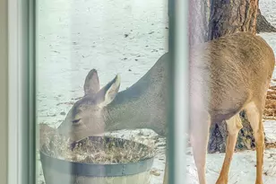 99 Mohawk Trail, Pine, CO 80470 - Photo 3