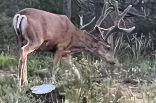 13045 Picketwire Rd, Boncarbo, CO 81024 - Photo 39
