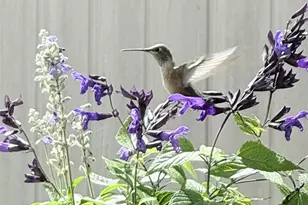 7080 W Stetson Pl, Littleton, CO 80123 - Photo 33