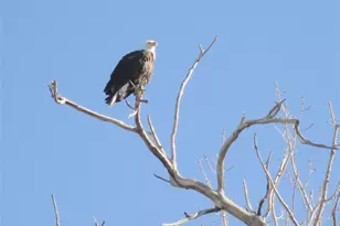 7080 W Stetson Pl, Littleton, CO 80123 - Photo 41