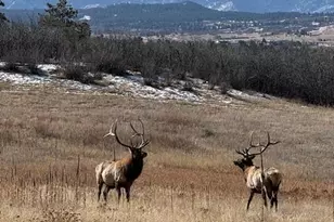 3248 McCracken Ln, Castle Rock, CO 80104 - Photo 27