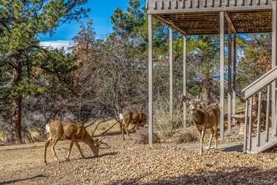 5953 Angie Court, Parker, CO 80134 - Photo 47