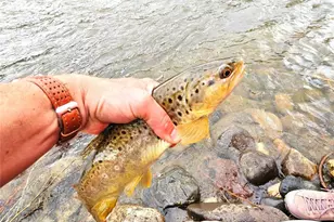 9815-9825 US Hwy 50, Howard, CO 81233 - Photo 35