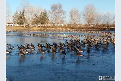3420 Black Hills, Longmont, CO 80504 - Photo 33