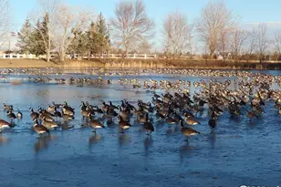 3420 Black Hills, Longmont, CO 80504 - Photo 33