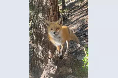 31327 Kings Valley W, Conifer, CO 80433 - Photo 49