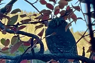 31327 Kings Valley W, Conifer, CO 80433 - Photo 47