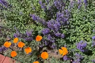 476 S 35th Ct, Brighton, CO 80601 - Photo 43